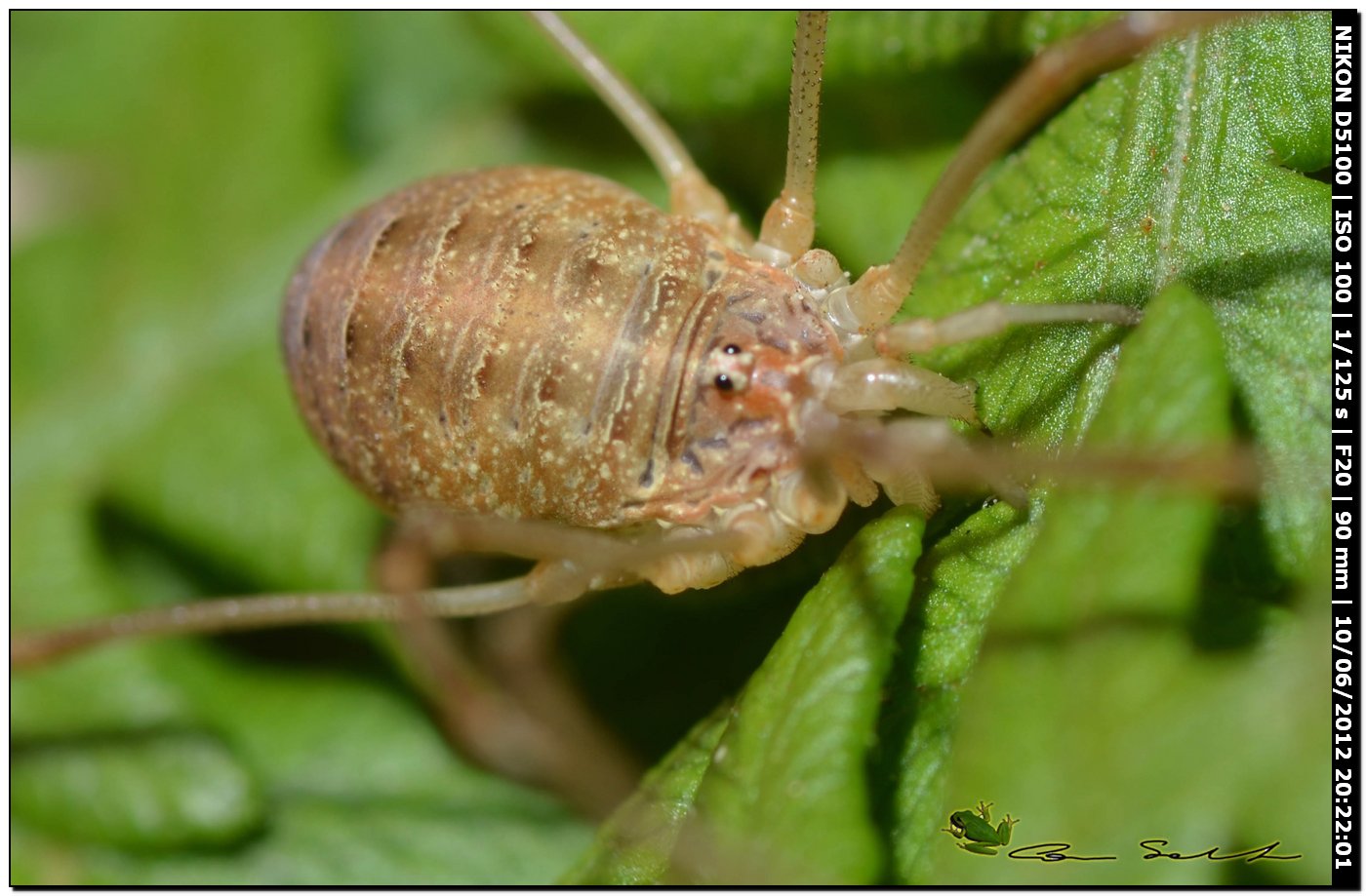 Opilio canestrinii da Villanova Monteleone No 169